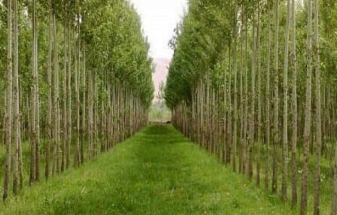 شناسایی ۱۷ هزار هکتار از اراضی ملی گیلان برای زراعت چوب