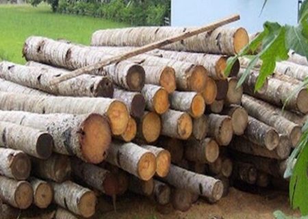 کشف و ضبط ۳۹ اصله چوب آلات جنگلی در یک کارگاه چوب بری