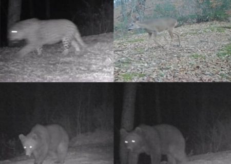 ثبت تصاویر شگفت انگیز از تنوع زیستی کم نظیر در منطقه شکار ممنوع دیلمان و درفک در رودبار