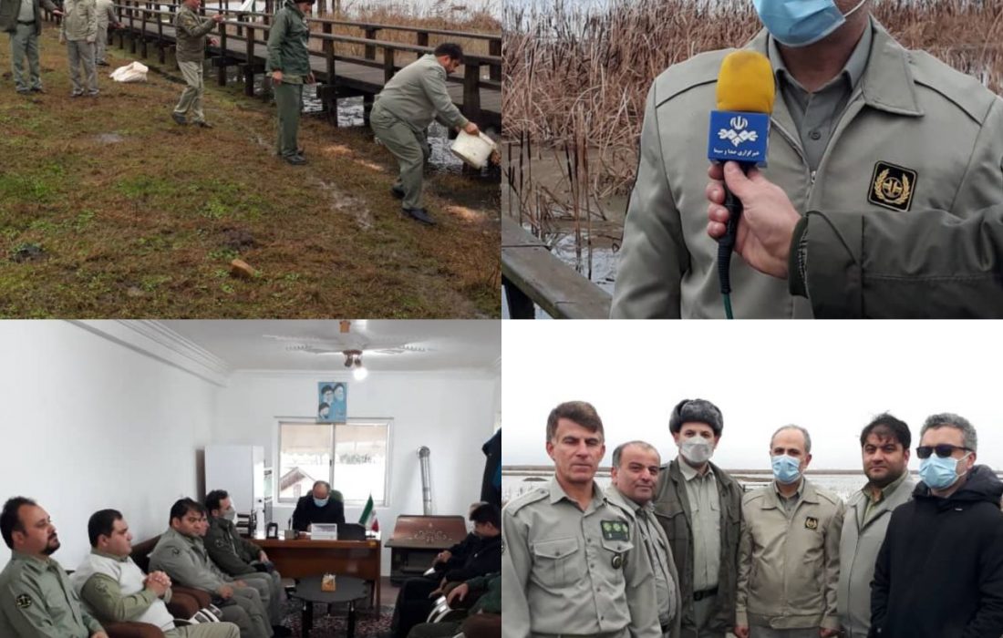 اقدام زیبای محیط بانان گیلان با دانه پاشی برای پرندگان در پناهگاه حیات وحش سلکه