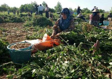 آستانه پایتخت بازار بادام زمینی کشور