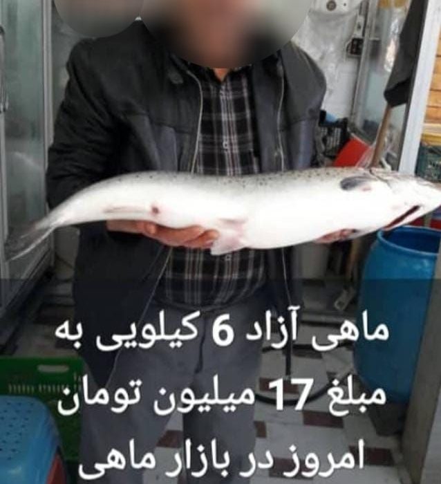 معرفی متخلف خرید و فروش ماهی آزاد در لنگرود به مراجع قضایی