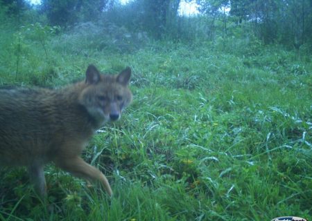 پلنگ ماسال، شغال از آب درآمد