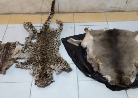 شکارچی گونه های در خطر انقراض، در دام مامورین حفاظت محیط زیست گیلان گرفتار شد