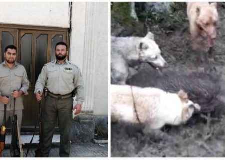 دستگیری شکارچیان متخلف گراز وحشی درشفت