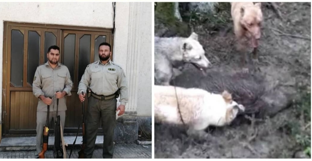 دستگیری شکارچیان متخلف گراز وحشی درشفت