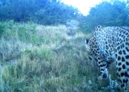مشاهده و تصوير برداری یک قلاده پلنگ نر در گیلان