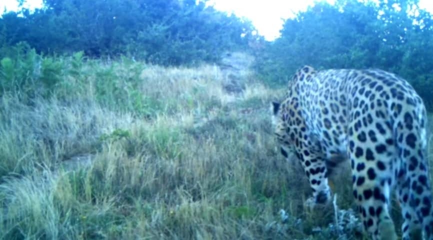 مشاهده و تصوير برداری یک قلاده پلنگ نر در گیلان