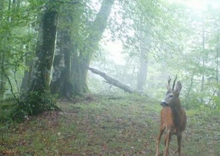 مشاهده گوزن مینیاتوری شوکا در جنگل های گیلان