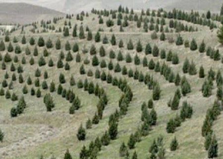 گیلانیان به نام خود درخت بکارند