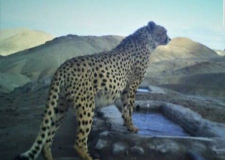 مشاهده یک قلاده پلنگ ایرانی در اراضی باغ چای چابکسر