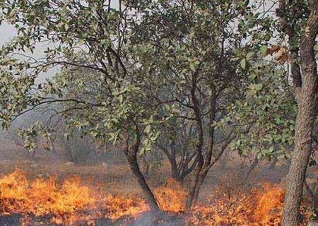 حریق عرصه های جنگلی گیلان تحت کنترل است