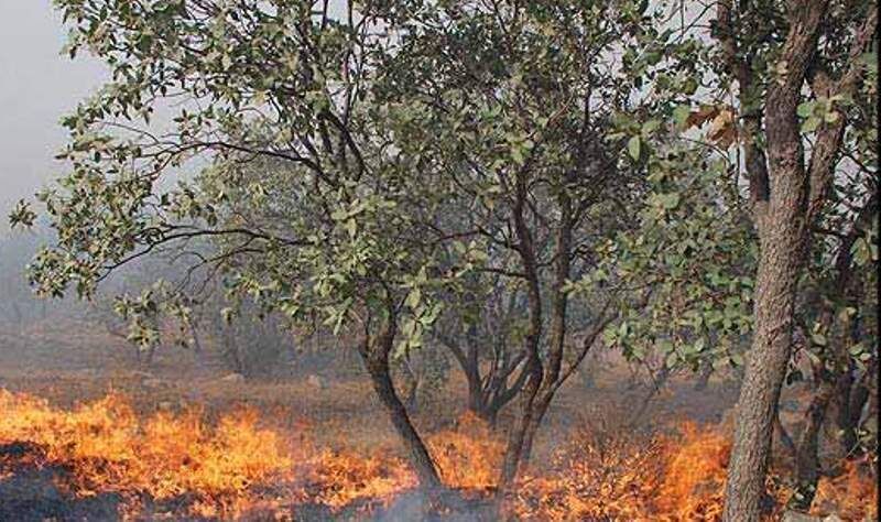 حریق عرصه های جنگلی گیلان تحت کنترل است