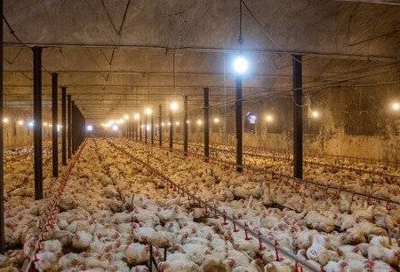 جوجه ریزی در گیلان جلوتر از تعهد استانی است