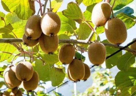 پیش بینی‌ برداشت بیش از ۱۸۰ هزار تُن کیوی در گیلان